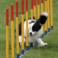 border collie!